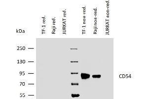 Western blotting analysis of human CD54 using mouse monoclonal antibody 1H4 on lysates of TF-1 and Raji cells, as well as of JURKAT cells (negative control) under reducing and non-reducing conditions. (ICAM1 抗体)