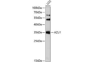 Western blot analysis of extracts of LO2 cells, using  Antibody (ABIN6129211, ABIN6137391, ABIN6137393 and ABIN6221731) at 1:1000 dilution. (Azurocidin 抗体  (AA 27-251))