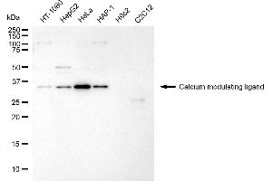 Western blotting analysis using calcium modulating ligand antibody (ABIN7797829). (CAMLG 抗体)