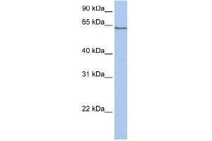 PCDHA4 antibody used at 1 ug/ml to detect target protein. (PCDHA4 抗体  (C-Term))