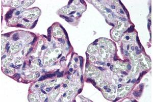 Human Placenta (formalin-fixed, paraffin-embedded) stained with HAPLN3 antibody ABIN292073 at 10 ug/ml followed by biotinylated goat anti-rabbit IgG secondary antibody ABIN481713, alkaline phosphatase-streptavidin and chromogen. (HAPLN3 抗体  (AA 1-50))