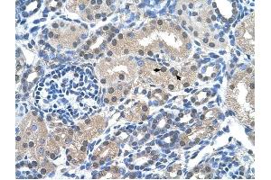 FKBP6 antibody was used for immunohistochemistry at a concentration of 4-8 ug/ml to stain Epithelial cells of renal tubule (arrows) in Human Kidney. (FKBP6 抗体  (Middle Region))
