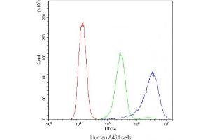 Flow cytometry testing of human A431 cells with CD2AP antibody at 1ug/10^6 cells (blocked with goat sera)