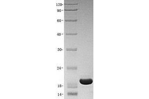 Validation with Western Blot (TRAIL Protein (Transcript Variant 2))