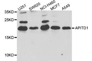 Western blot analysis of extract of various cells, using APITD1 antibody. (APITD1 抗体)