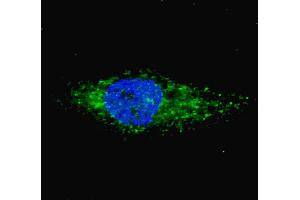 Fluorescent image of  cells stained with (ABIN6243032 and ABIN6577351) LC3 (G8A) (P45) antibody. (MAP1LC3A 抗体  (AA 30-56))