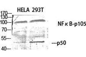 Western Blot (WB) analysis of specific cells using NFkappaB-p105/p50 Polyclonal Antibody. (NFKB1 抗体  (Thr157))