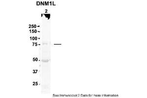 Sample Type: 2. (Dynamin 1-Like 抗体  (N-Term))