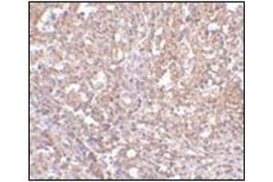 Immunohistochemistry of ORAI1 in human spleen tissue with this product at 2. (ORAI1 抗体  (C-Term))