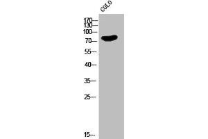 Western Blot analysis of COLO cells using EMR2 Polyclonal Antibody (ADGRE2 抗体  (C-Term))