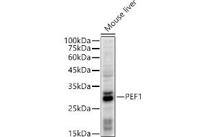 Western blot analysis of extracts of Mouse liver, using PEF1 antibody (ABIN7269202) at 1:500 dilution. (PEF1 抗体)