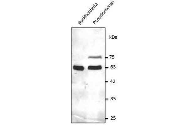 Chaperonin GroEL (GroEL) (C-Term) 抗体