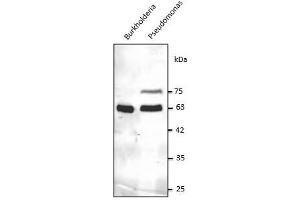 Anti-GroEL Ab at 1/2,500 dilution, 50-100 µg of total protein per Iane, rabbit polyclonal to goat lgG (HRP) at 1/10,000 dilution, (Chaperonin GroEL (GroEL) (C-Term) 抗体)