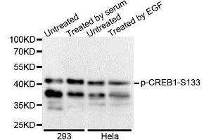 Western Blotting (WB) image for anti-cAMP Responsive Element Binding Protein 1 (CREB1) (pSer133) antibody (ABIN6225375) (CREB1 抗体  (pSer133))