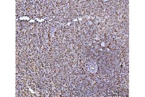 IHC analysis of HES5 using anti-HES5 antibody (ABIN7598966).