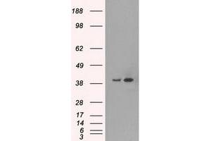 Image no. 1 for anti-Mitogen-Activated Protein Kinase 1 (MAPK1) antibody (ABIN1499293) (ERK2 抗体)