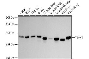 Western blot analysis of extracts of various cell lines, using TPMT antibody (ABIN7270797) at 1:1000 dilution. (TPMT 抗体)