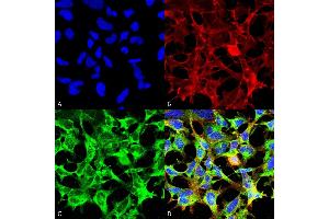 Immunocytochemistry/Immunofluorescence analysis using Mouse Anti-Sulfotyrosine Monoclonal Antibody, Clone 7C5 (ABIN5067487). (Sulfotyrosine 抗体)