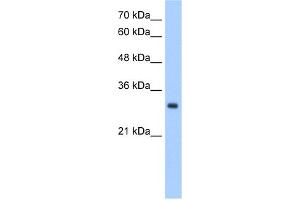WB Suggested Anti-NPDC1 Antibody Titration:  2. (NPDC1 抗体  (N-Term))
