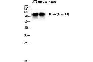 Western Blot (WB) analysis of Mouse Heart NIH-3T3 cells using Bcl-6 Polyclonal Antibody. (BCL6 抗体  (Ser1778))
