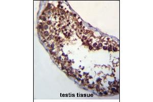 POMT1 Antibody (C-term) (ABIN656314 and ABIN2845617) immunohistochemistry analysis in formalin fixed and paraffin embedded human testis tissue followed by peroxidase conjugation of the secondary antibody and DAB staining. (POMT1 抗体  (C-Term))