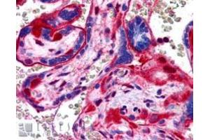 Image no. 1 for anti-Annexin A11 (ANXA11) (N-Term) antibody (ABIN374162) (Annexin A11 抗体  (N-Term))