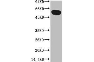 Western blot analysis of Zebrafish skeletal muscle, diluted at 1:5000. (TUBB1 抗体)