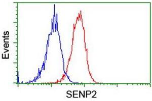 Image no. 12 for anti-SUMO1/sentrin/SMT3 Specific Peptidase 2 (SENP2) (AA 139-523) antibody (ABIN1490925) (SENP2 抗体  (AA 139-523))