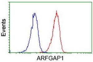 Image no. 3 for anti-ADP-Ribosylation Factor GTPase Activating Protein 1 (ARFGAP1) antibody (ABIN1496682) (ARFGAP1 抗体)
