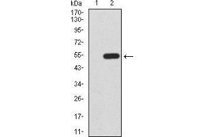 Western blot analysis using KLF6 mAb against HEK293 (1) and KLF6 (AA: 71-283)-hIgGFc transfected HEK293 (2) cell lysate. (KLF6 抗体  (AA 71-283))
