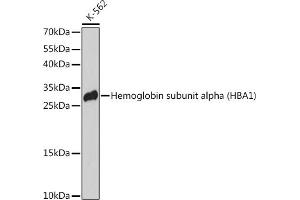 Western blot analysis of extracts of K-562 cells, using Hemoglobin subunit alpha (Hemoglobin subunit alpha (HB)) antibody (4551) at 1:3000 dilution. (HBA1 抗体  (AA 1-100))