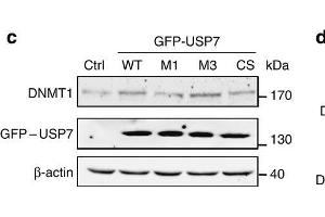 USP7-DNMT1 interaction is required for USP7-mediated stabilization of DNMT1. (DNMT1 抗体  (AA 1-270))