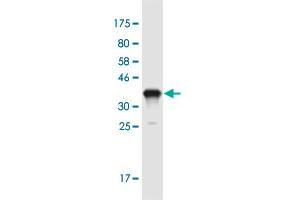 Western Blot detection against Immunogen (37. (Interleukin 17a 抗体  (AA 24-133))