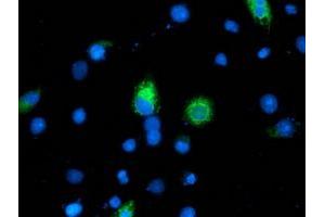 Anti-ILVBL mouse monoclonal antibody (ABIN2454703) immunofluorescent staining of COS7 cells transiently transfected by pCMV6-ENTRY ILVBL (RC203987). (ILVBL 抗体)