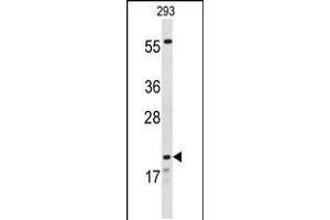 Western blot analysis of CLDN8 Antibody in 293 cell line lysates (35ug/lane)