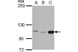 Image no. 2 for anti-Hexokinase 3 (White Cell) (HK3) (AA 535-923) antibody (ABIN1498668) (HK3 抗体  (AA 535-923))
