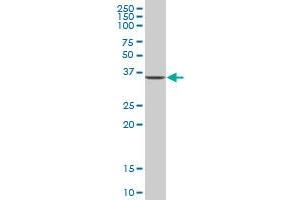 C1orf80 MaxPab polyclonal antibody. (AIDA 抗体  (AA 1-306))