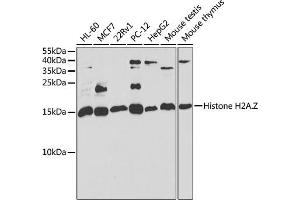 Western blot analysis of extracts of various cell lines, using H2AFZ antibody (ABIN6132046, ABIN6141573, ABIN6141575 and ABIN6222303) at 1:1000 dilution. (Histone H2A 抗体  (AA 1-128))
