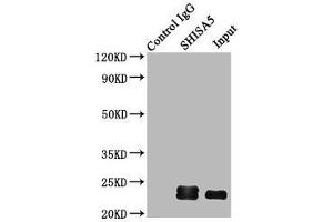 Immunoprecipitating SHISA5 in HepG2 whole cell lysate Lane 1: Rabbit control IgG (1 μg) instead of ABIN7166112 in HepG2 whole cell lysate. (SHISA5 抗体  (AA 56-137))