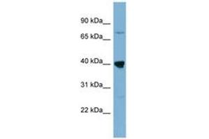 Image no. 1 for anti-WD Repeat Domain 55 (WDR55) (AA 179-228) antibody (ABIN6742102) (WDR55 抗体  (AA 179-228))