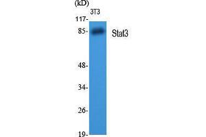 Western Blot (WB) analysis of 3T3 cells using Stat3 Polyclonal Antibody.