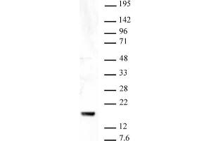 Histone H3 trimethyl Lys9 antibody tested by Western blot. (Histone 3 抗体  (H3K9me3))