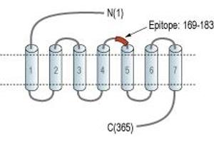anti-G Protein-Coupled Receptor 68 (GPR68) (2nd Extracellular Loop), (AA 169-183) antibody (FITC)