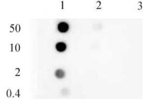 Histone H3 monomethyl Lys9 mAb tested by dot blot analysis. (Histone 3 抗体  (H3K9me))