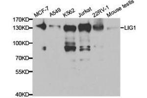 Western Blotting (WB) image for anti-Ligase I, DNA, ATP-Dependent (LIG1) antibody (ABIN1873545) (LIG1 抗体)