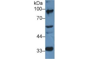 Western Blot; Sample: Mouse Cerebrum lysate; Primary Ab: 2µg/ml Rabbit Anti-Rat ELOA Antibody Second Ab: 0. (TCEB3 抗体  (AA 200-344))