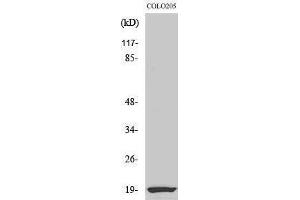 Western Blotting (WB) image for anti-Nuclear Cap Binding Protein Subunit 2 (NCBP2) (N-Term) antibody (ABIN3174213) (NCBP2 抗体  (N-Term))