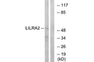 Western blot analysis of extracts from HepG2 cells, using LILRA2 Antibody. (LILRA2 抗体  (AA 50-99))