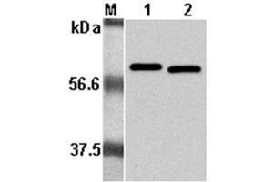 Western Blot analysis using anti-Listeria monocytogenes, mAb (P6017)  at 1:5000 dilution. (Listeria Monocytogenes, P60 抗体)