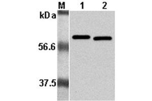Western Blot analysis using anti-Listeria monocytogenes, mAb (P6017)  at 1:5000 dilution. (Listeria Monocytogenes, P60 抗体)